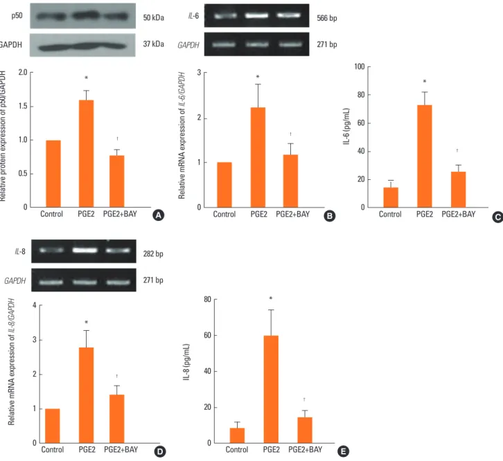 Fig. 6. Role of NF- κB on the expression of IL-6 and IL-8 in NPDFs. NPDFs were stimulated with PGE2 (20 μM), with or without the NF-κB inhibitor (BAY-11, 1 μM)