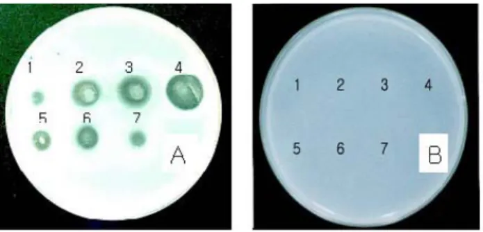 Fig. 2. Fibrinolytic activities of mycelial extracts(A) from P.