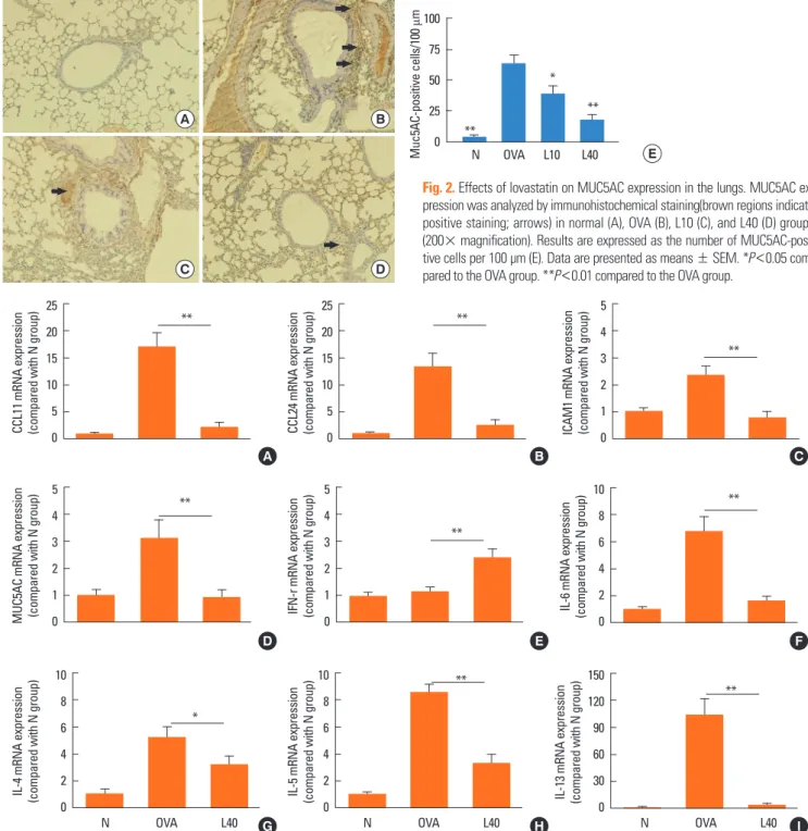 Fig. 2. Effects of lovastatin on MUC5AC expression in the lungs. MUC5AC ex- ex-pression was analyzed by immunohistochemical staining(brown regions indicate  positive staining; arrows) in normal (A), OVA (B), L10 (C), and L40 (D) groups  (200× magnification