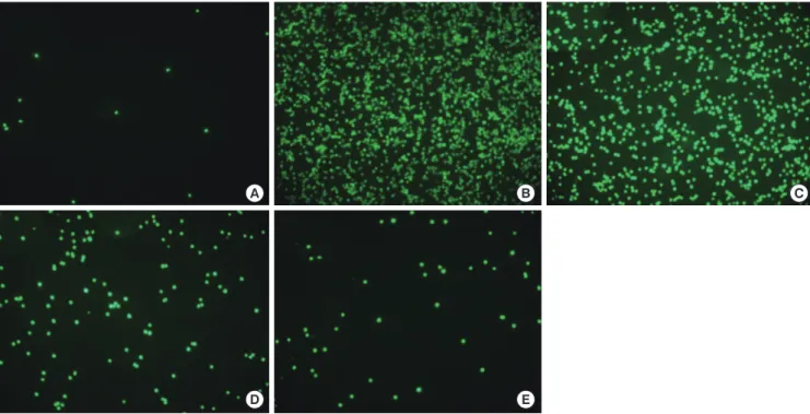 Fig. 7. Effects of lovastatin on bronchoalveolar lavage cell counts and airway  hyperresponsiveness