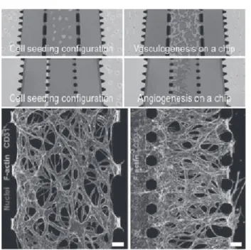 그림 3 관류된 혈관에 마이크로 비드(microbeads, 7)를 흘 려 보냄.[Kim et al., Lab Chip 13, 1489(2013)]