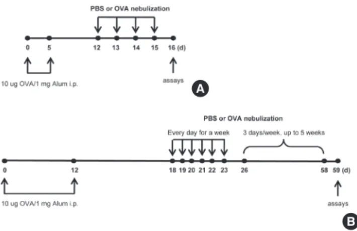 Fig. 1. Protocol for inducing experimental acute and chronic airway inflamma- inflamma-tion models
