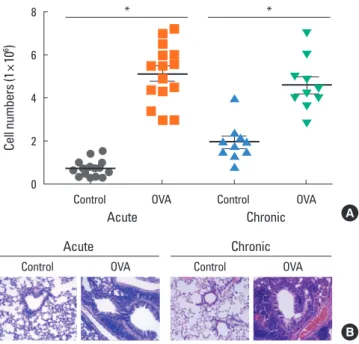 Fig. 2. OVA-induced airway inflammation in acute and chronic asthma groups.