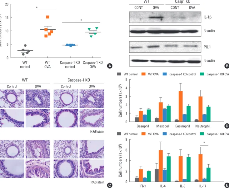 Fig. 4. Caspase-1 KO mice induced airway inflammation. (A) BALF from WT C57BL/6 (n=5) or caspase-1 KO (n=5) mice was collected 24 hours after the final OVA  challenge, and the number of cells in the BALF was determined
