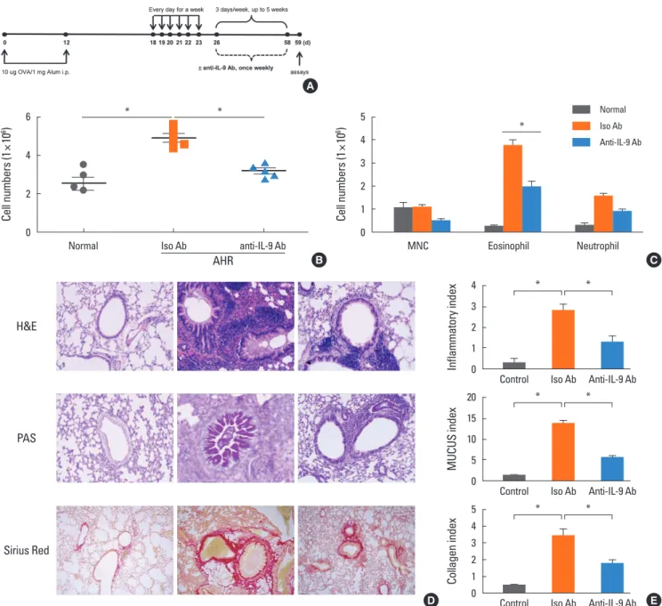Fig. 5. Effects of IL-9 blockade on chronic pulmonary inflammation. (A) Anti-IL-9 or control Iso IgG Ab were administered (100 µg/mouse, intraperitoneally) once a  week throughout the OVA induced development of chronic asthma