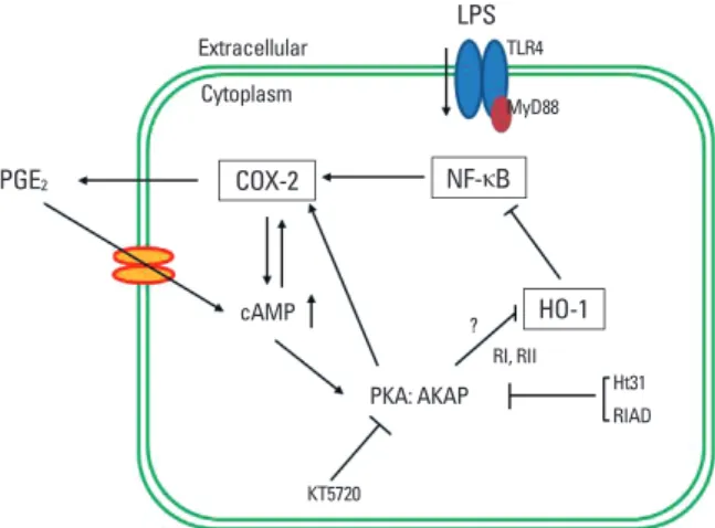 Fig. 7. Schematic representation of the proposed mechanism by which PGE 2