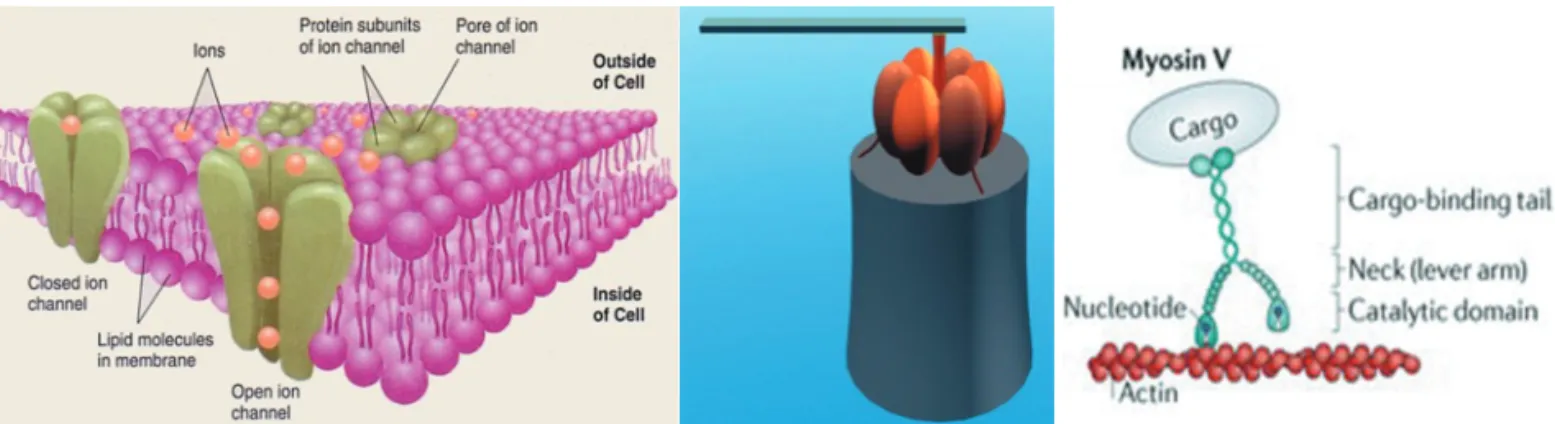 그림 5 (좌) 세포막에 존재하는 이온채널과 (중간) F1-ATPase 바이오모터에 나노프로펠러가 결합된 나노기계시스템(Science, 290, 1555, 2000), (우) Myosin motor의 구조(Nature Reviews Molecular Cell Biology, 12, 163, 2011)