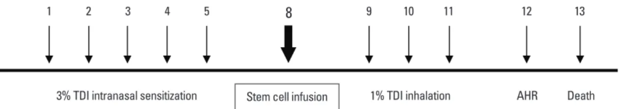 Fig. 1.  Schematic diagram of the experimental protocol. Mice were sensitized by the intranasal administration of 3% toluene diisocyanate (TDI) once daily for 5  consecutive days. Bone marrow-derived mesenchymal stem cells (1×10 5  cells) were transferred 
