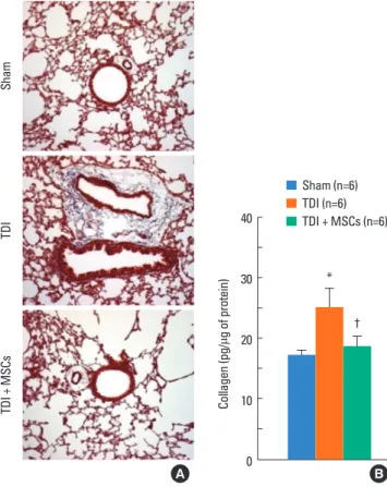 Fig. 4.  Immunohistochemical staining of proteins expressed in the intrapulmo- Immunohistochemical staining of proteins expressed in the intrapulmo-nary bronchi. (A) Smooth muscle actin (SMA) protein expression increased   markedly in the peribronchial mus