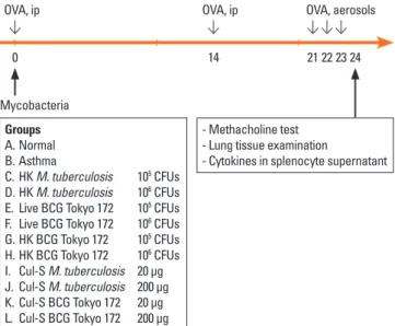 Fig. 1.  The time course of the experiment. OVA, ovalbumin; IP, intraperitoneal; 
