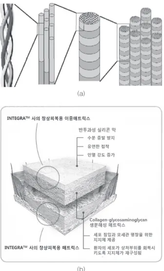 그림 2 (a) 콜라겐의 구조. α -나선은 삼중나선 구조를 가지 고 있으며, 이 체인이 모여 콜라겐 원섬유를 이루며, 콜라겐 원섬유(직경 10~300nm)가 콜라겐 섬유(직경 0.5~3μm)를 구성함