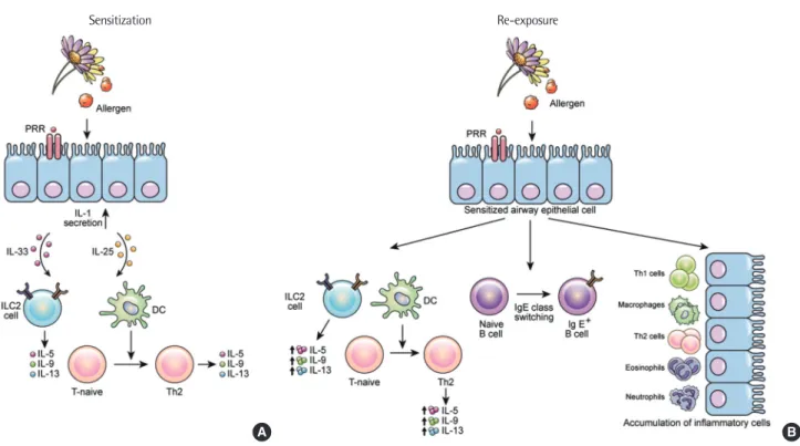 Fig. 1. The schematic presentation of the underlying pathogenesis of allergic asthma. (A) The progress of allergic asthma demanded sensitization to an environmental  allergen
