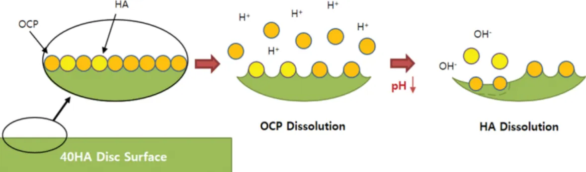 Fig. 7. Schematic diagram of dissolution process onto the 40HA disc surface.