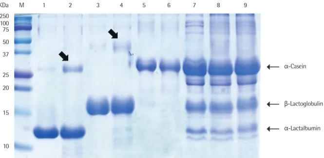 Fig. 2. Sodium dodecyl sulfate-polyacrylamide gel electrophoresis analysis of heat treated milk proteins