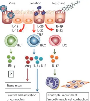 Fig. 3. The role of innate lymphoid cells (ILCs) in the development of nonaller gic  asthma