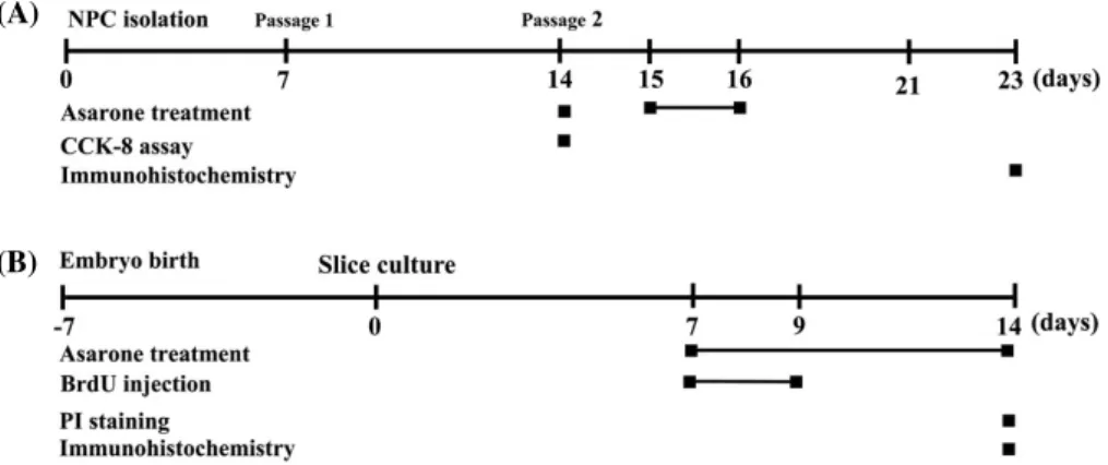 Fig. 1. Schematic diagram for experimental procedures. All neural progenitor cells (A) and hippocampal slice culture (B) experiments were  performed at the indicated time