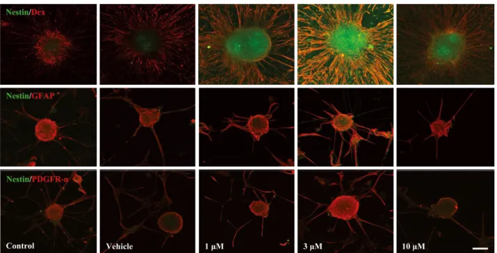 Fig. 2. Effect of α-asarone on the proliferation of neural proge- proge-nitor cells. α-asarone, especially at the 3 μM concentration,  sig-nificantly promoted the proliferation of neural progenitor cells