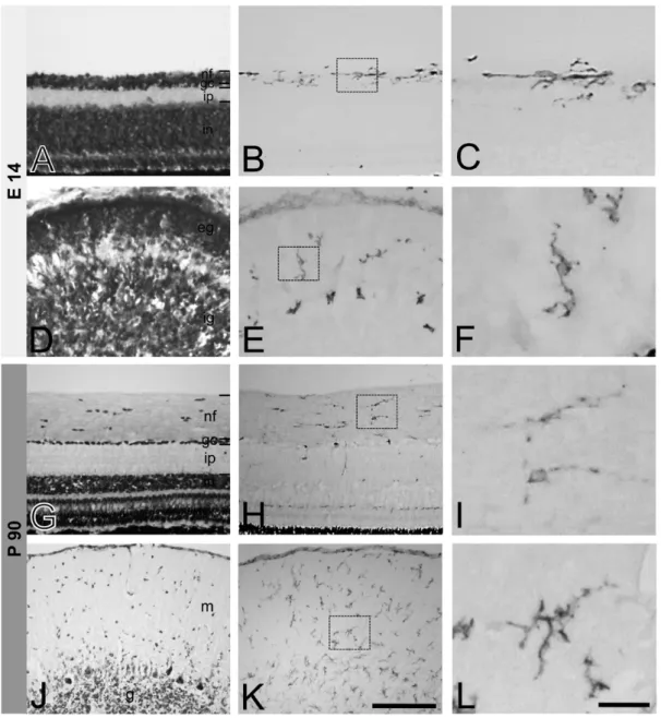 Fig. 1. CD44 expression in the retina (A-C, G-I) and cerebellum (D-F, J-L) of E14 chick embryo and adult chicken