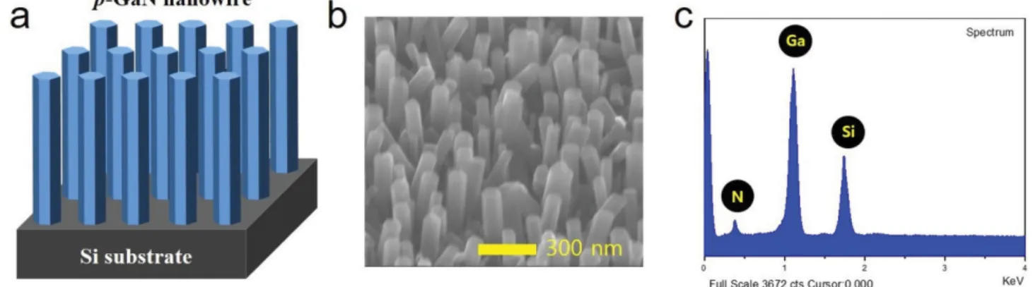 Fig. 1. (a) Schematic illustration of p-GaN nanowire structure fabricated on Si substrate, (b) cross-sectional FE-SEM image of p-GaN nanowire grown on Si substrate by MBE system, (c) EDX spectrum of p-GaN nanowire.