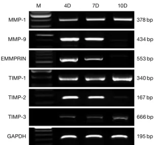 Fig. 4.  The thickness of the proliferating chondrocytes layer did  not affected by the alendronate treatment for 7 days