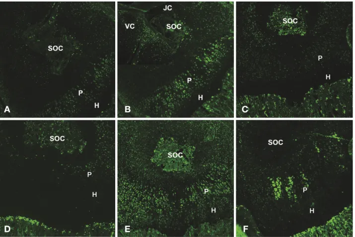 Fig. 7. TIMPs protein was locali zed in rat tibial epiphyses at postnatal day 10 by immunofluorescence staining