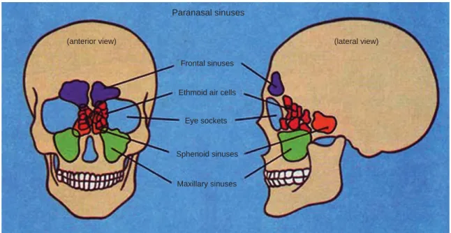 Fig. 1. Location of sinuses in skull.