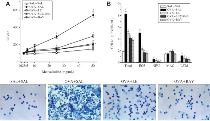 Fig. 1. Airway hyperresponsiveness, differential cell counts, and Diff-Quik staining of cells in bronchoalveolar lavage (BAL) fluids follow- follow-ing ovalbumin (OVA) sensitization and treatment with Lentinus edodes ethanol extract