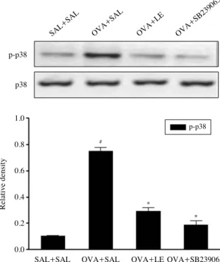 Fig. 6. Effect of Lentinus edodes ethanol extract on ovalbumin (OVA)-induced p38 MAPK activation