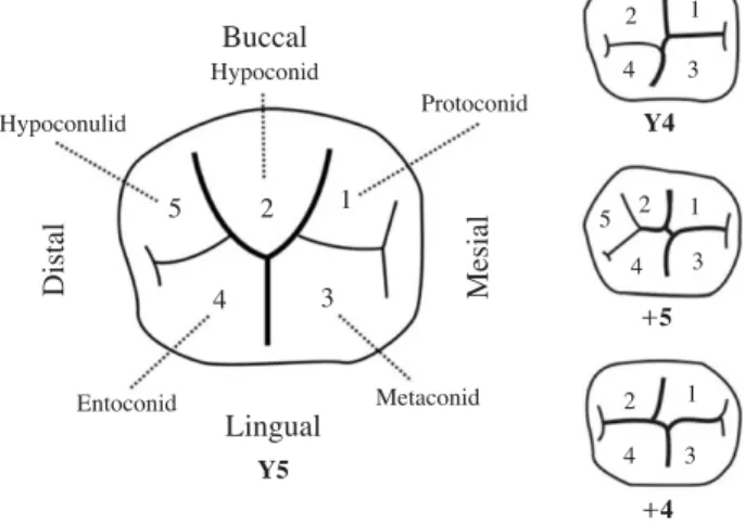 Table 1 presents the mesiodistal diameter, buccolingual diameter, area of five cusps, total cusp area, and area of occlusal table of mandibular first and second molars