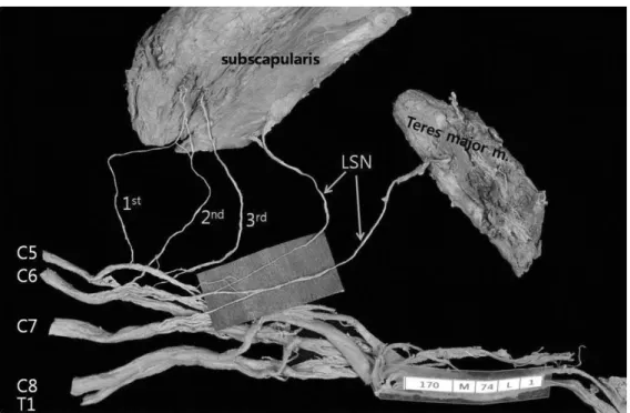 Fig. 2. A photograph shows the spinal nerve compositions of the branch of lower subscapular nerve (LSN)