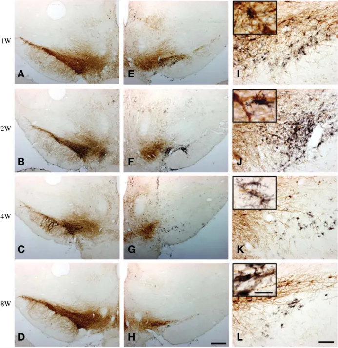 Fig. 2. Double immunohistochemistry of TH (brown) and OX6 (black) in coronal sections passing through the rostral part of SN