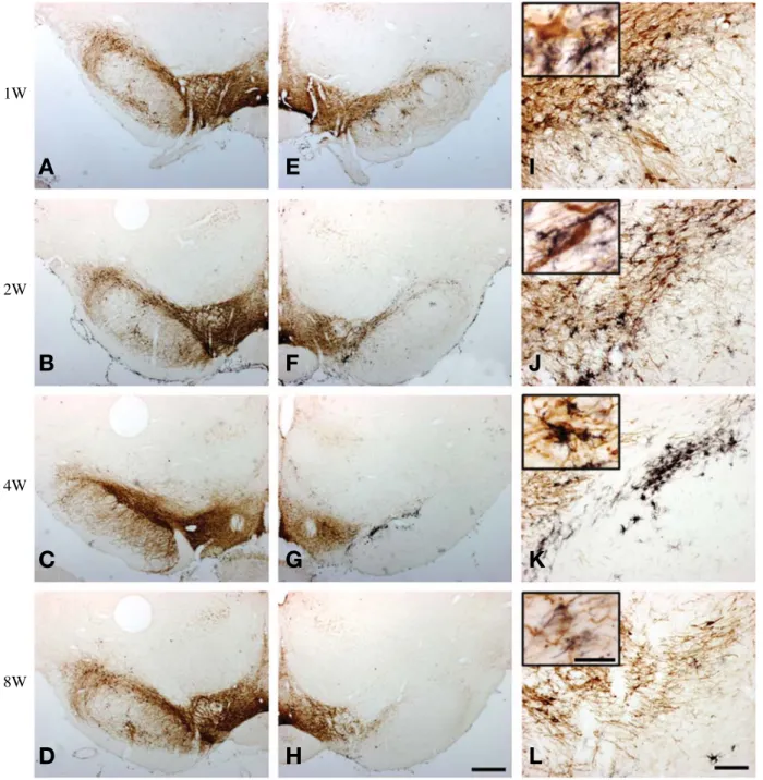 Fig. 3. Double immunohistochemistry of TH (brown) and OX6 (black) in coronal sections passing through the caudal part of SN