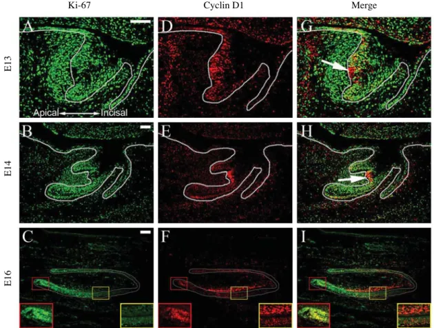 Fig. 3. Co-localization of Ki-67 and cyclin D1 proteins during mouse incisor tooth development