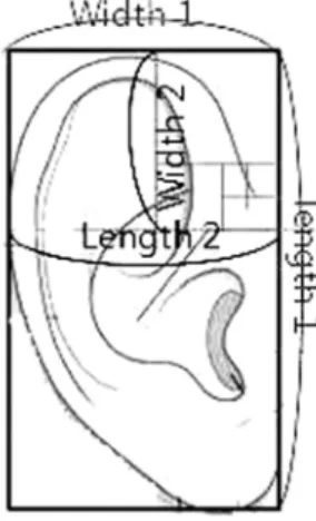 Table 1. Measurements of the ear 