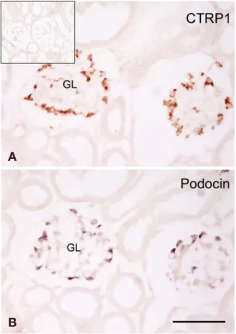 Fig. 2. Immunohistochemistry for CTRP1 (A) and in situ hybri- hybri-dization for podocin (B) in the C57/BL6 mouse kidney