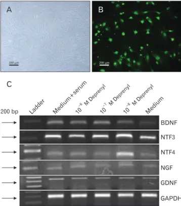 Fig. 6. Evaluation of neurotrophin genes expression in induced  hASCs. The intensity of PCR product bands was assessed by the  Image J software