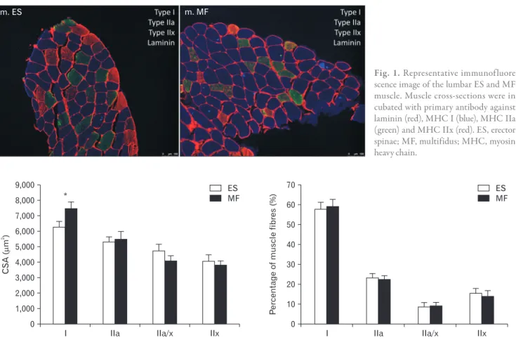 Fig. 1. Representative immunofluore  scence image of the lumbar ES and MF  muscle. Muscle cross-sections were in  cubated with primary antibody against  laminin (red), MHC I (blue), MHC IIa  (green) and MHC IIx (red)