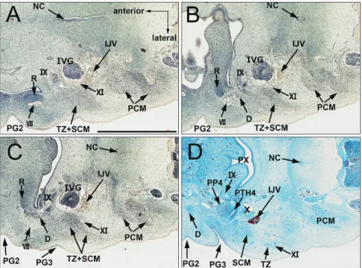 Fig. 1. A single mesenchymal condensation of the SCM and trapezius muscles. CS 16 (6 WD) human embryo (maximum length, 11 mm)