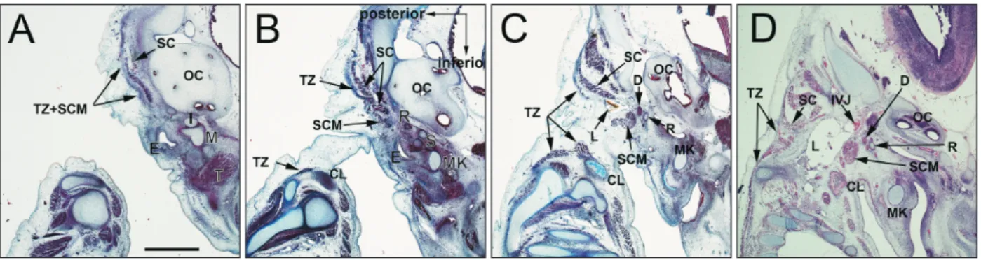 Fig. 2. Differentiation of a single mesenchymal condensation into individual muscles ①