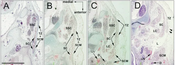 Fig. 4. Lymphatic vessels forming connections with the subcutaneous tissue. CS 20 (8 WD) human embryo (maximum length, 21 mm)