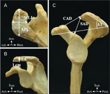 Fig. 2. Classification of acromion type; 