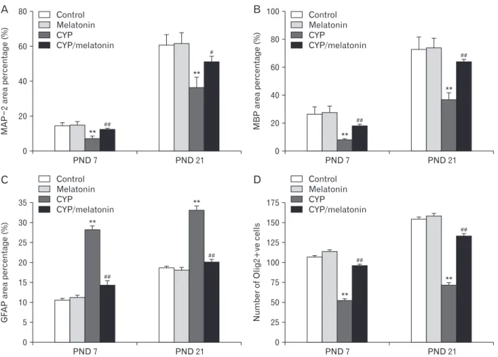 Fig. 5. Area percentage of (A) MAP-2, (B) MBP and (C) GFAP and (D) Olig2+ve cells in the medulla oblongata of the control, melatonin, CYP,  CYP/melatonin groups at 7 and 21 PNDs