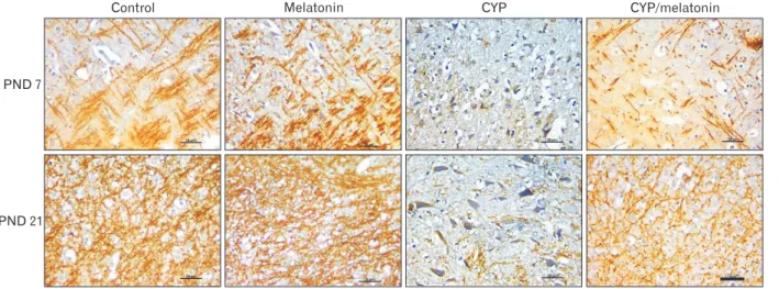 Fig. 6. Expression of MBP in the medulla oblongata of the control, melatonin, CYP, CYP/melatonin groups at 7 and 21 PNDs