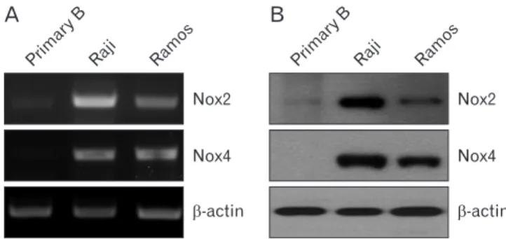 Fig. 2. Cell viability changes at 48 hours after Nox2 inhibitor, GSK2795039, treatment