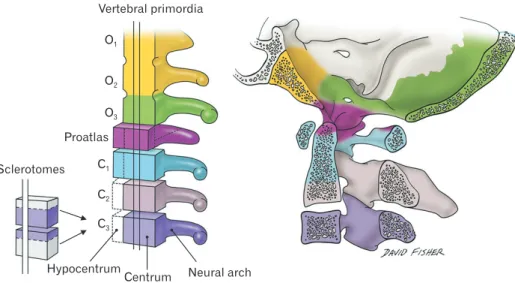 Fig. 3. Schematic drawing of the embryological derivations of the craniocervical junction