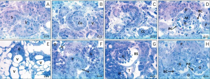Fig. 4. Photomicrographs of Toluidine blue stained sections in the fetal kidney. (A–C) Control group showing vesicle (V), S­shaped (S), comma­