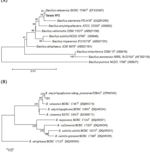 Fig. 1. Phylogenetic dendrogram based on partial 16S rRNA (A) and gyrB (B) gene sequences (1,416 bp and 1,065 bp, respectively) of Bacillus strains