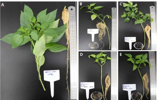 Fig. 2. Control effect of Bacillus isolates on pepper infected Meloidogyne incognita. A: Negative control, B: Control, C: B