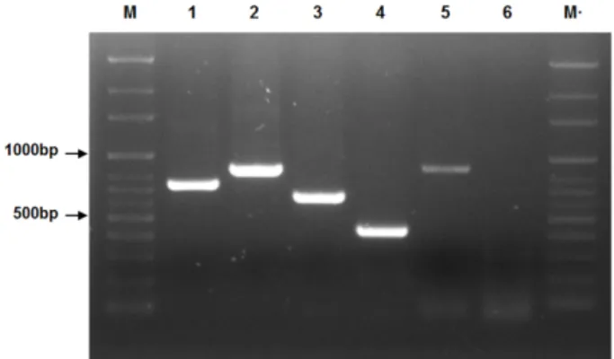 Fig. 4. Detection of biosynthetic genes of Bacillus sp. GH1-13 by PCR amplification. M