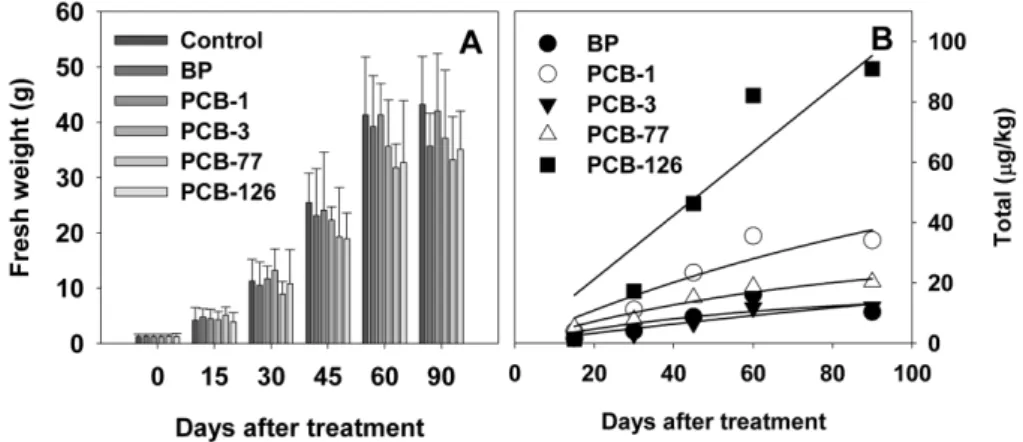 Fig. 3. Ratio of concentrations (A) and total amount biphenyl and PCBs between carrot versus soil (B)
